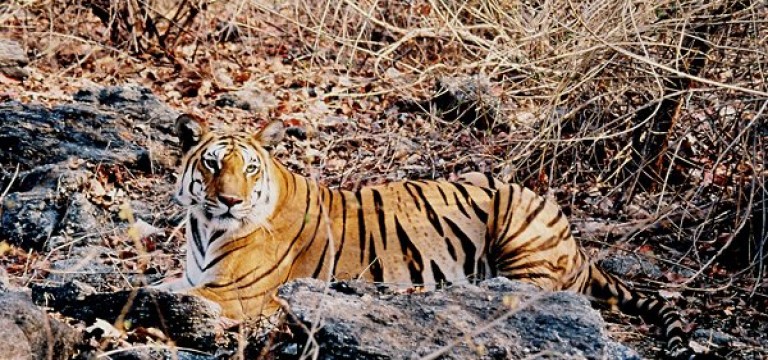 An Awe-Inspiring Trip to Pench National Park